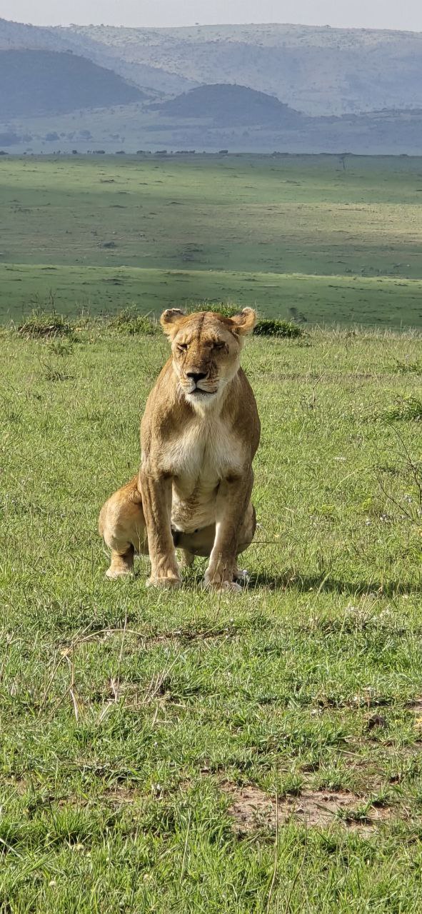 Maasai Mara-Nakuru-Naivasha-Amboseli